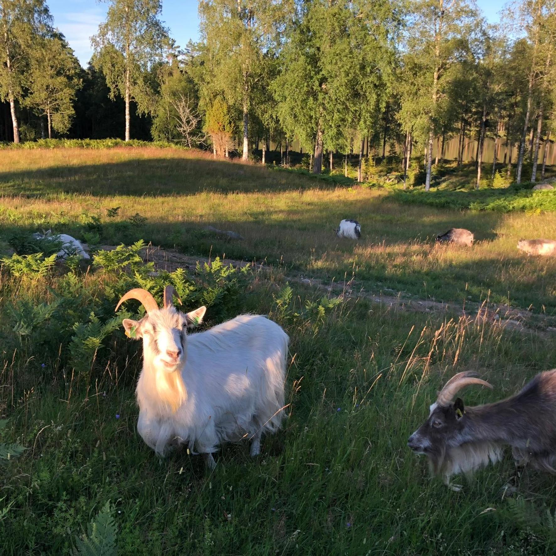 Smålandstorpet Villa Hok Exteriör bild