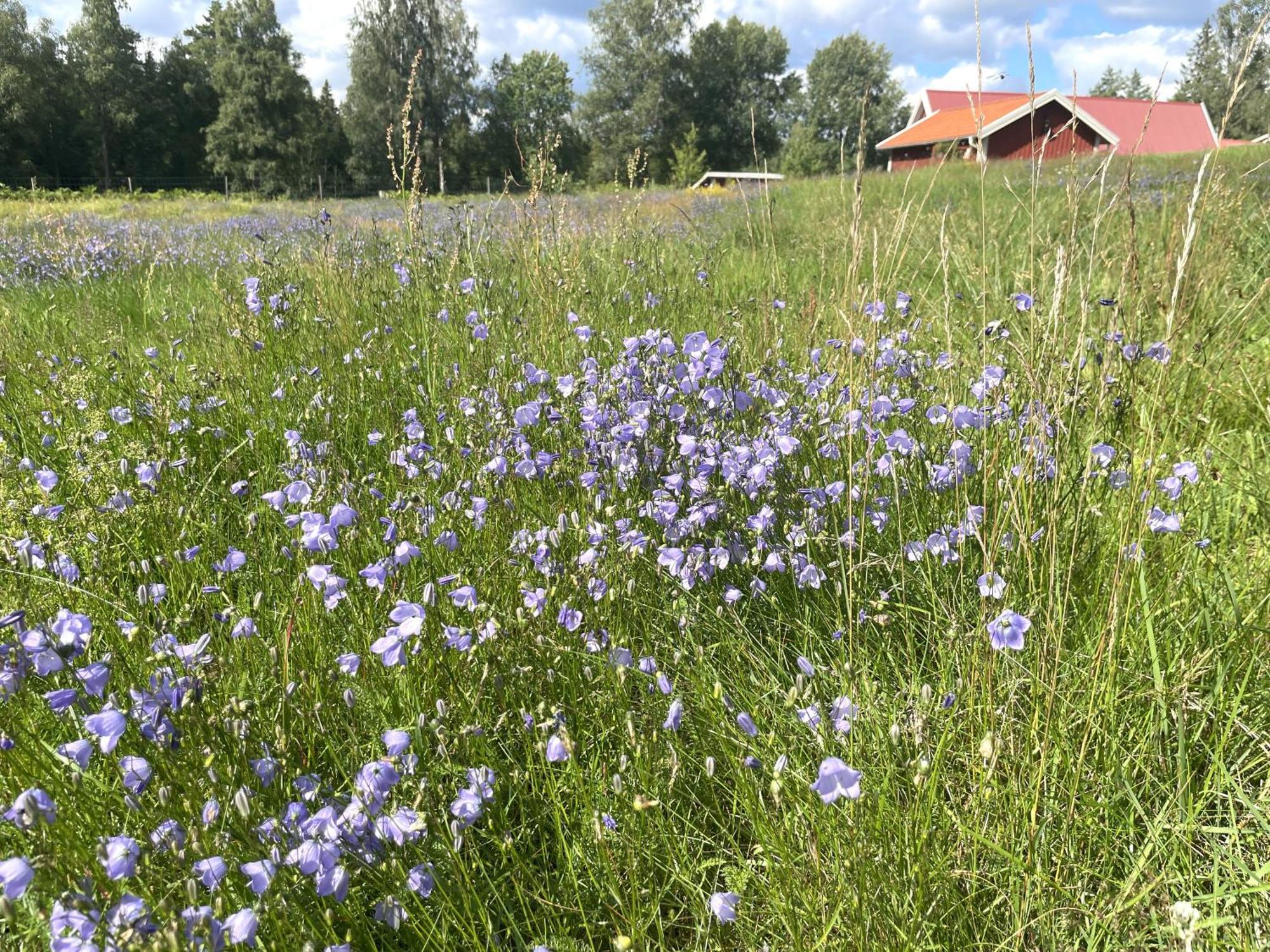 Smålandstorpet Villa Hok Exteriör bild