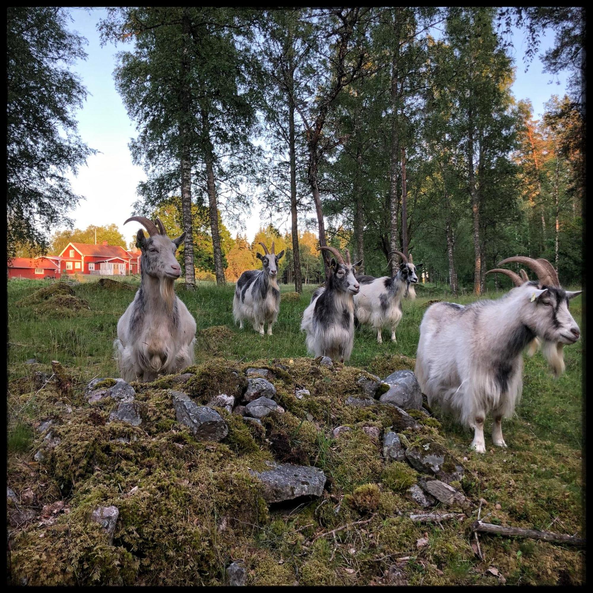 Smålandstorpet Villa Hok Exteriör bild