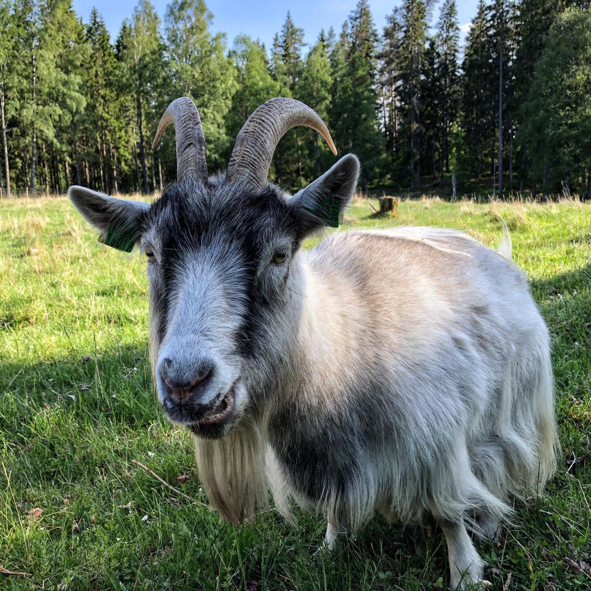 Smålandstorpet Villa Hok Exteriör bild