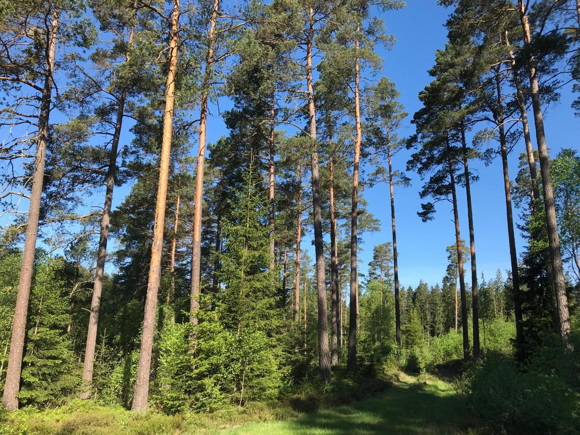 Smålandstorpet Villa Hok Exteriör bild