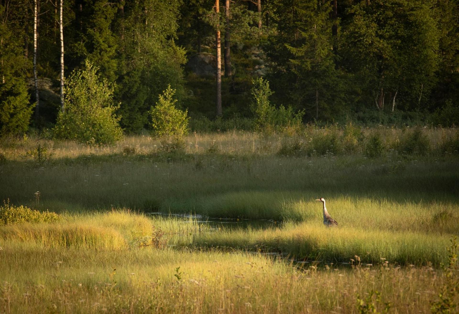 Smålandstorpet Villa Hok Exteriör bild
